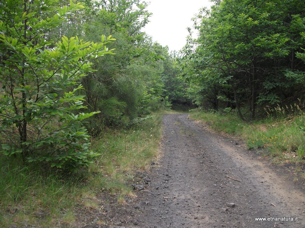 otta del Turco-20100627 115